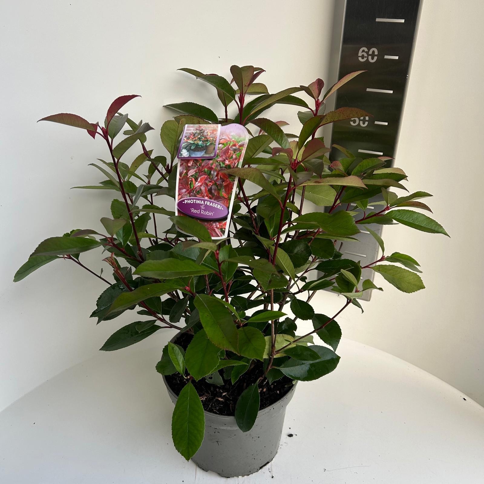 Photinia fras. Red Robin, D 23