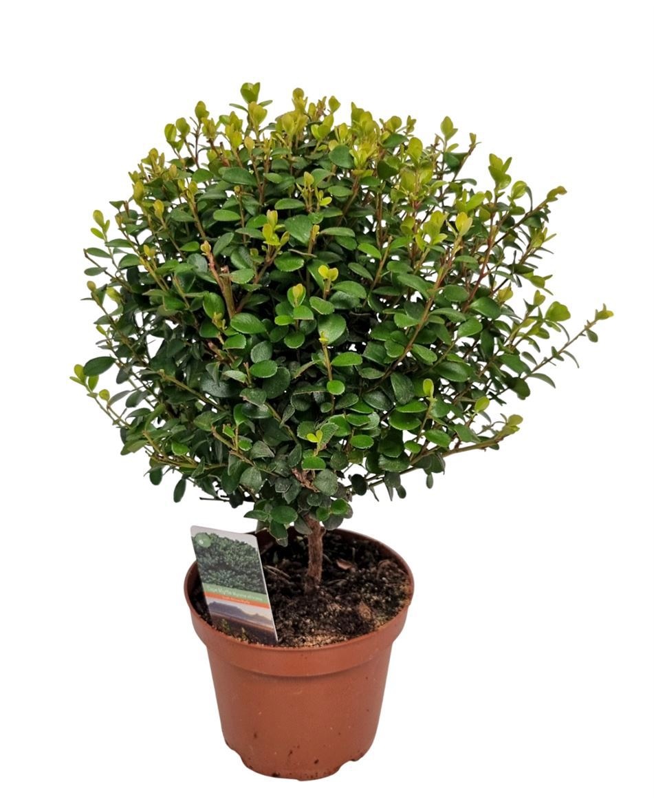 Myrsine Africana Stem, D 12 cm