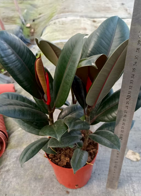 Фикус Блэк Голд Кинг 15 33