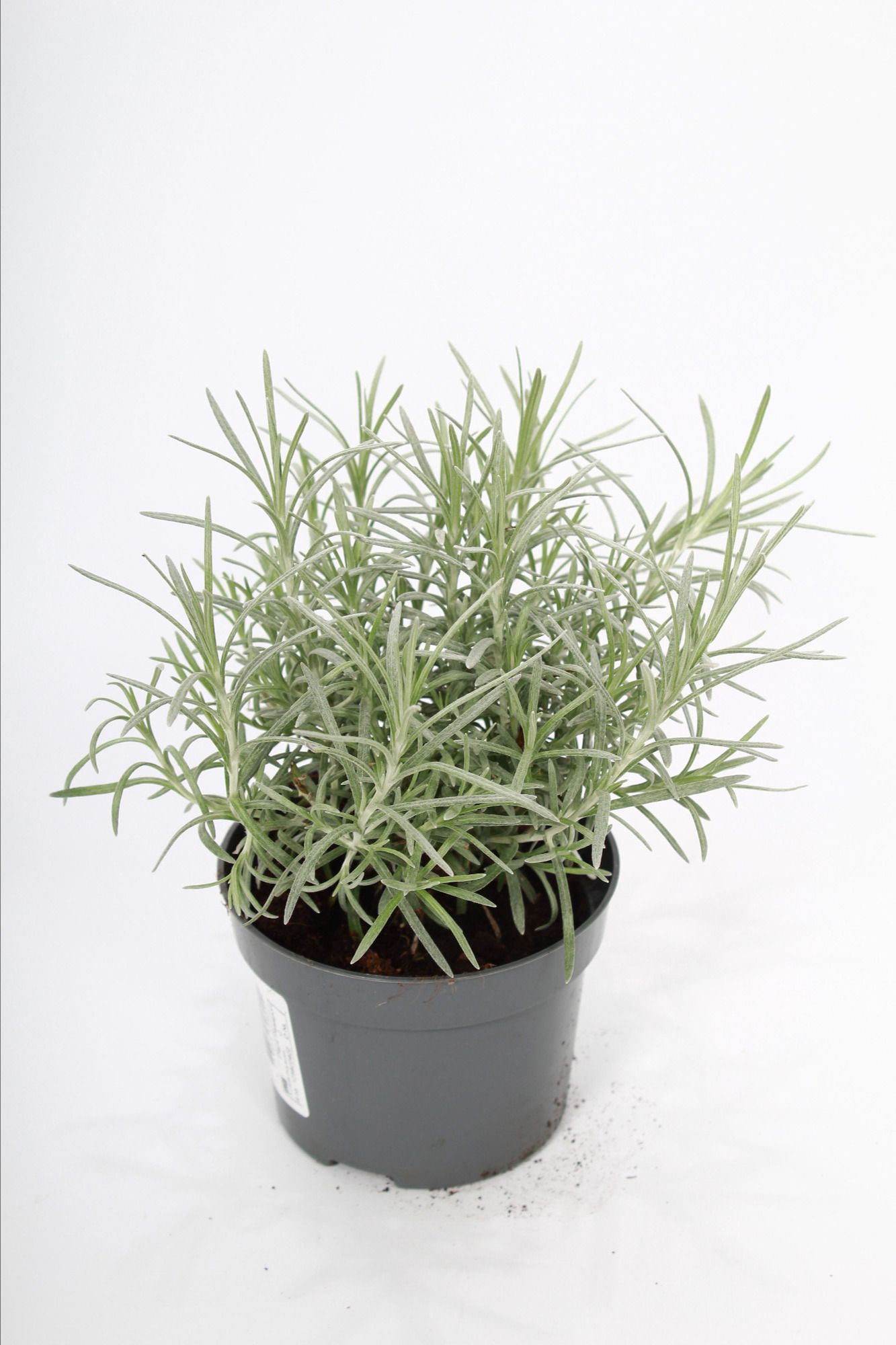 Helichrysum italicum p10, D 10,5 cm