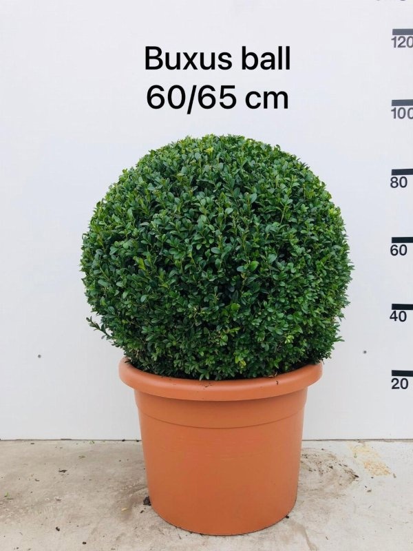 Buxus sempervirens, bol, D 49