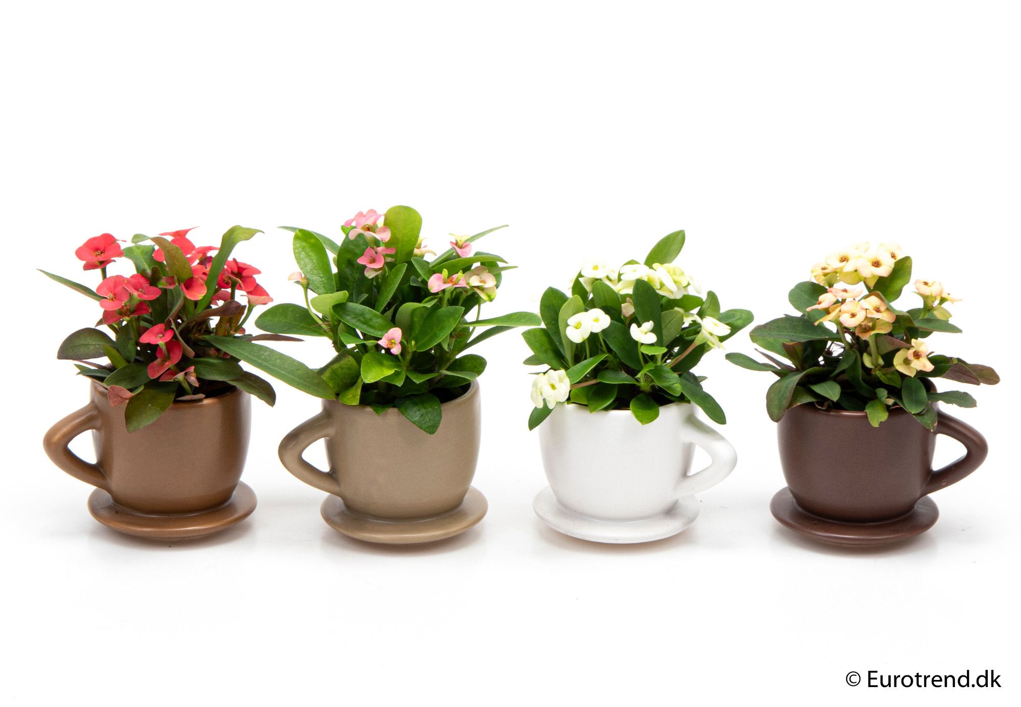 Euphorbia Milii in ceramic - New Look 2025, D 6