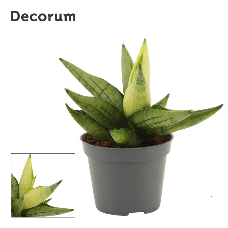 Sansevieria Yellow Tip Crown 6 cm (Decorum), D 6 cm Sansevieria Yellow Tip Crown 6 cm (Decorum), D 6 cm