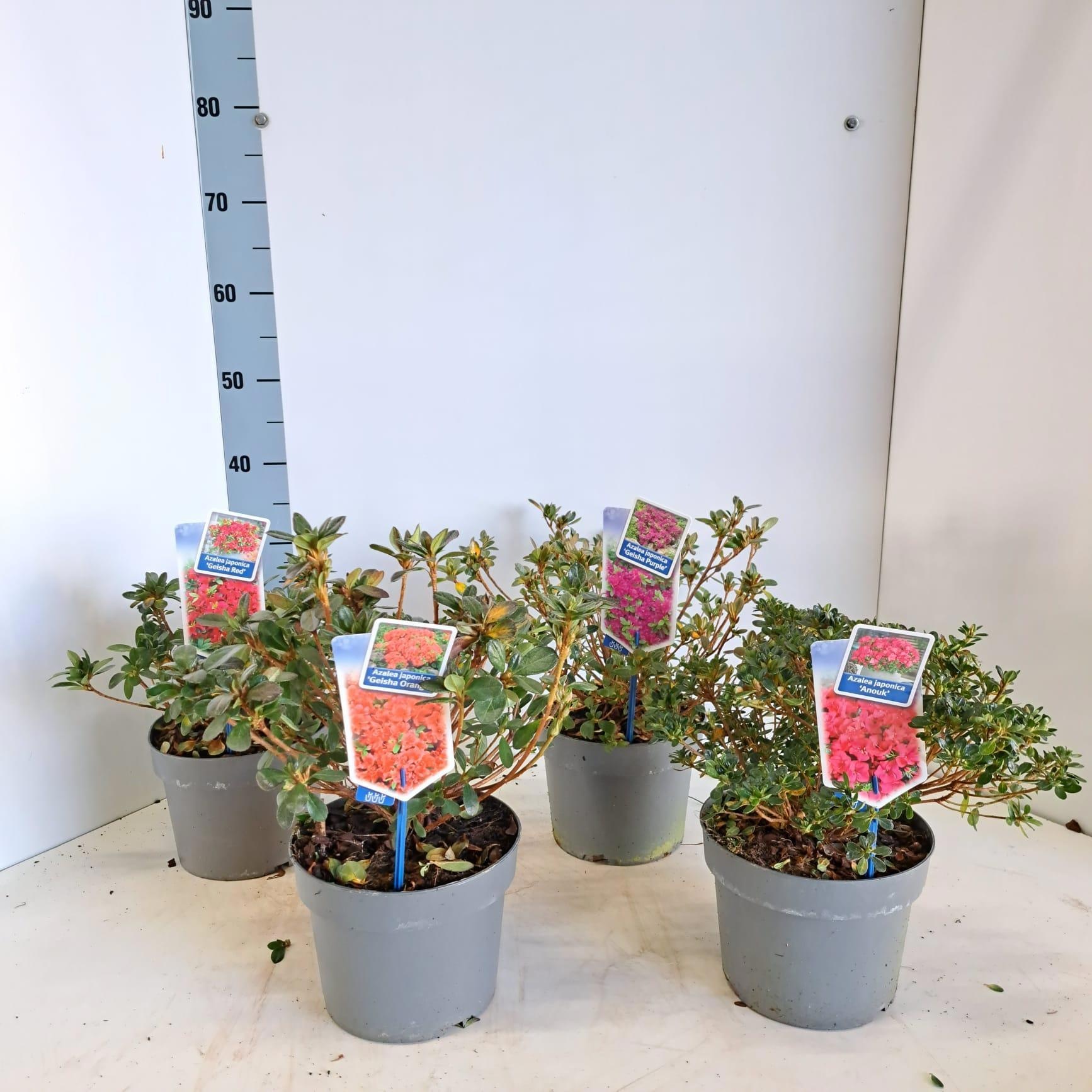 Rhododendron (AJ) mix P19 (minimum order one layer), D 19