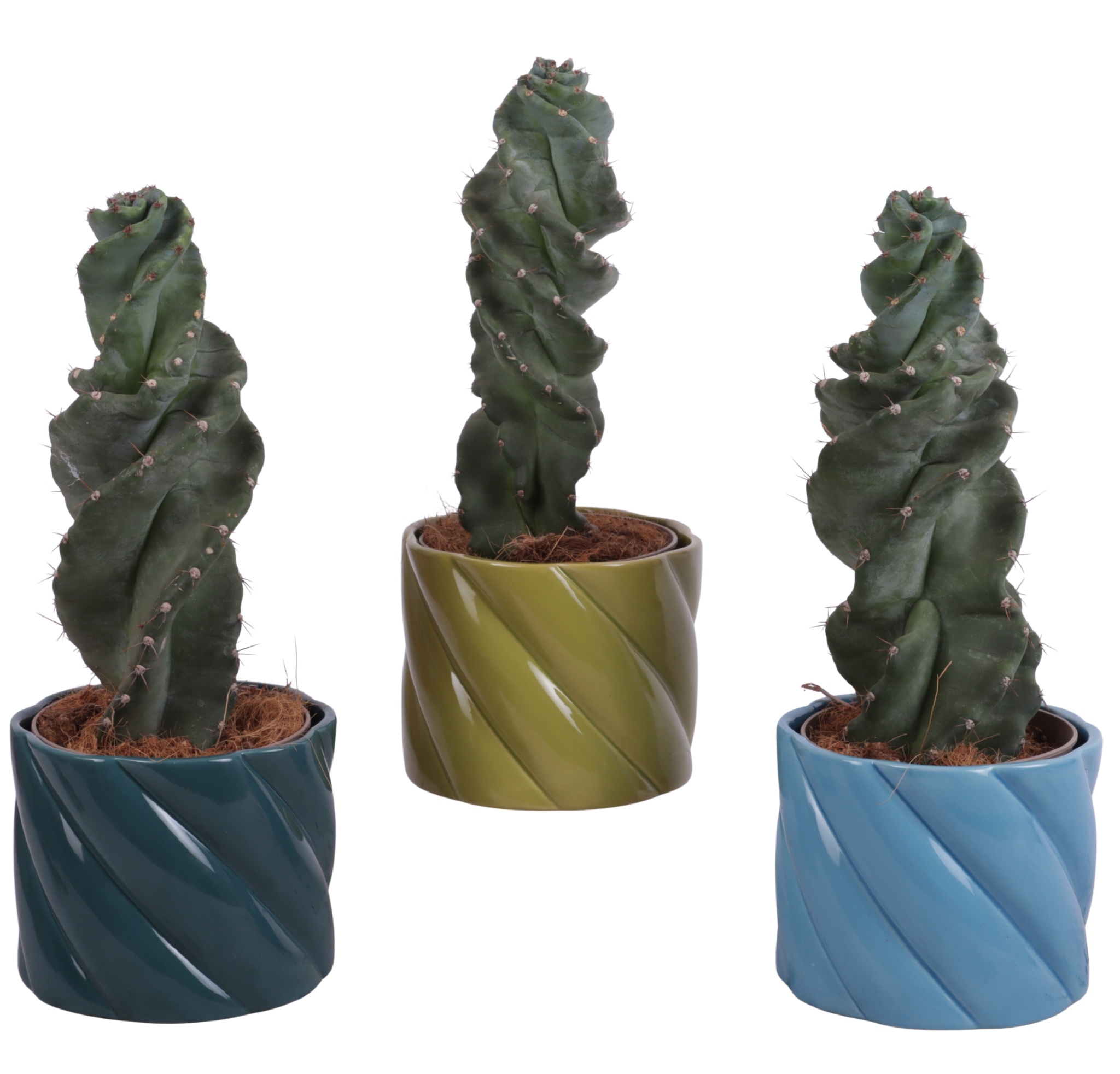 Cactus Cereus Spiralis Ø12cm in Ø14cm Ceramic FB674, D 14