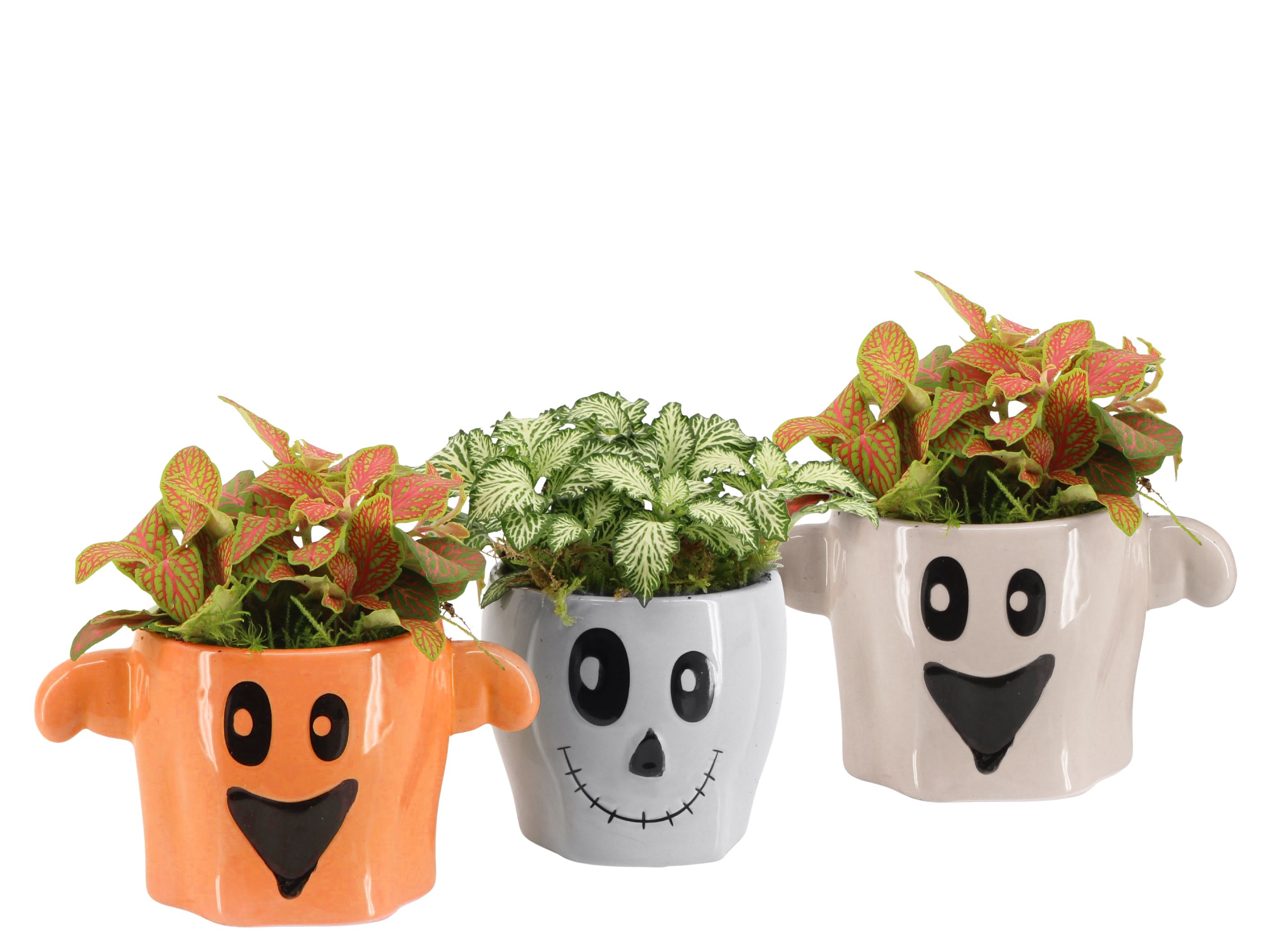 83273: Halloween arrangement, D 9 cm 83273: Halloween arrangement, D 9 cm