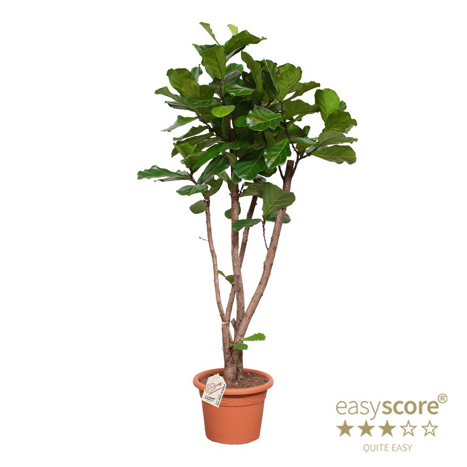 FICUS LYRATA, D 46