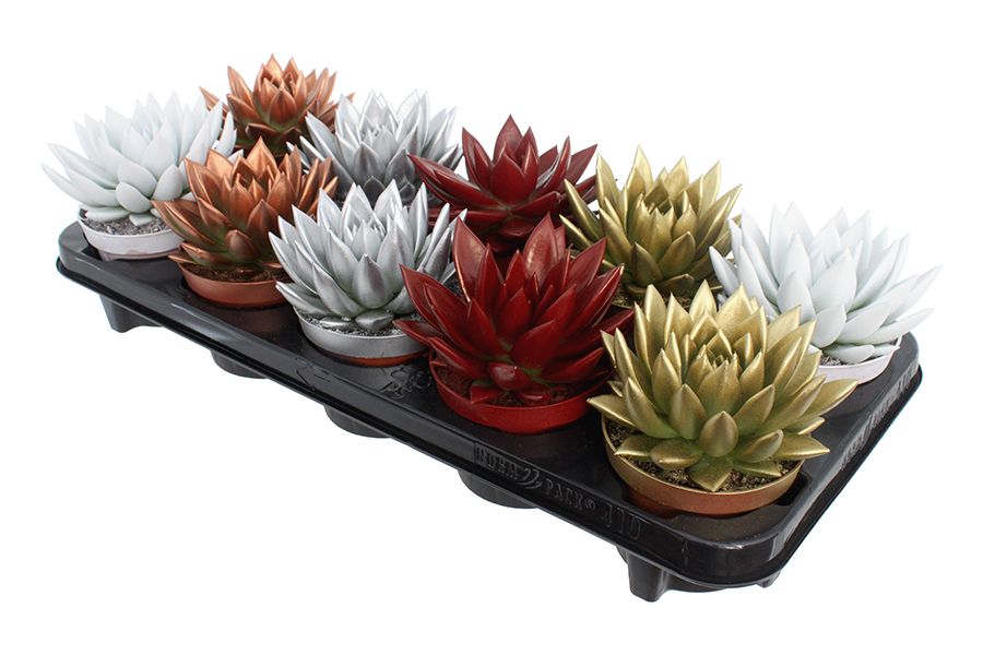 Miranda coloured Xmas mix, D 10,5 cm