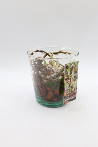 Narcis, glaspot taps, D 14