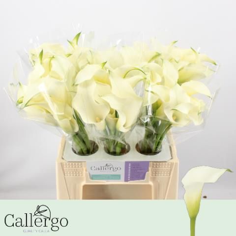 Калла Вайт Презент 40, шт.