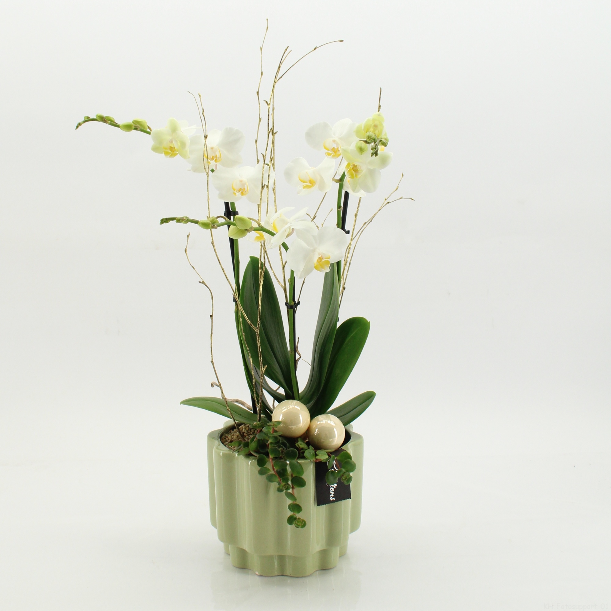 LICR-2529 Limited Phalaenopsis Xmas, D 17 cm LICR-2529 Limited Phalaenopsis Xmas, D 17 cm