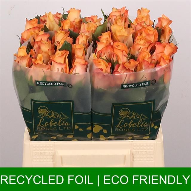 Роза од. Монализа+ 40, шт.