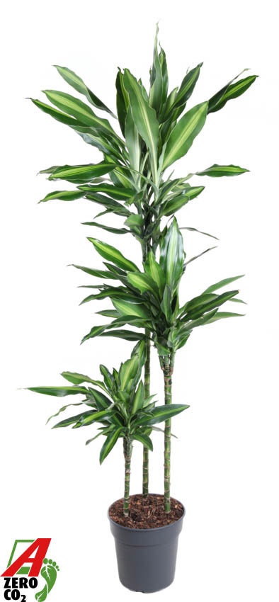 Dracaena Silindo 90-60-30, D 24
