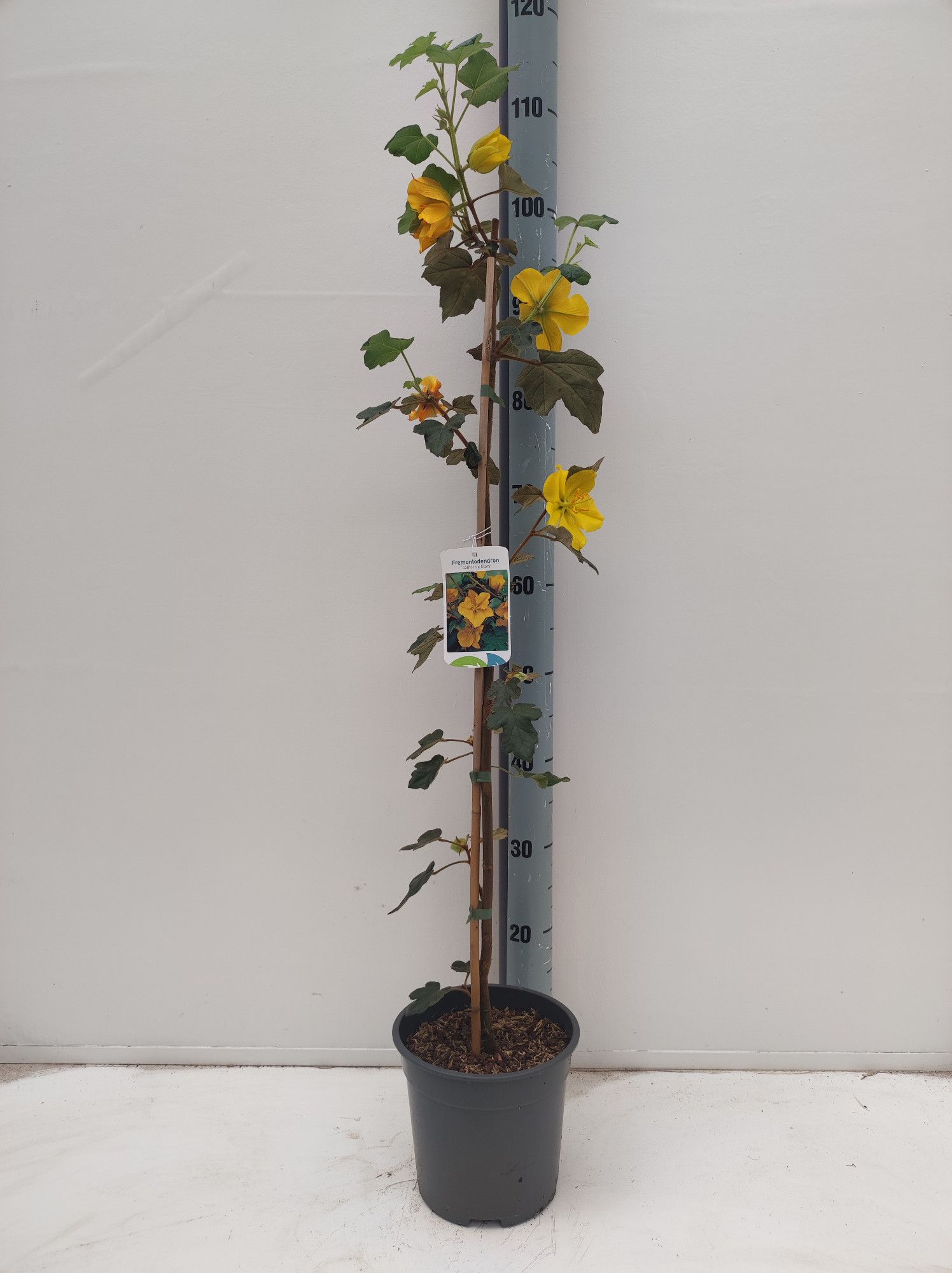Fremontodendron californica, D 19