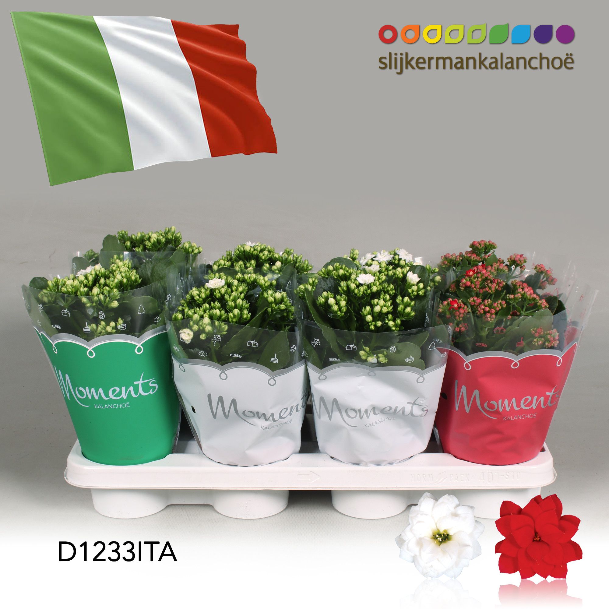 Kalanchoe Moments - Italia flag, D 12