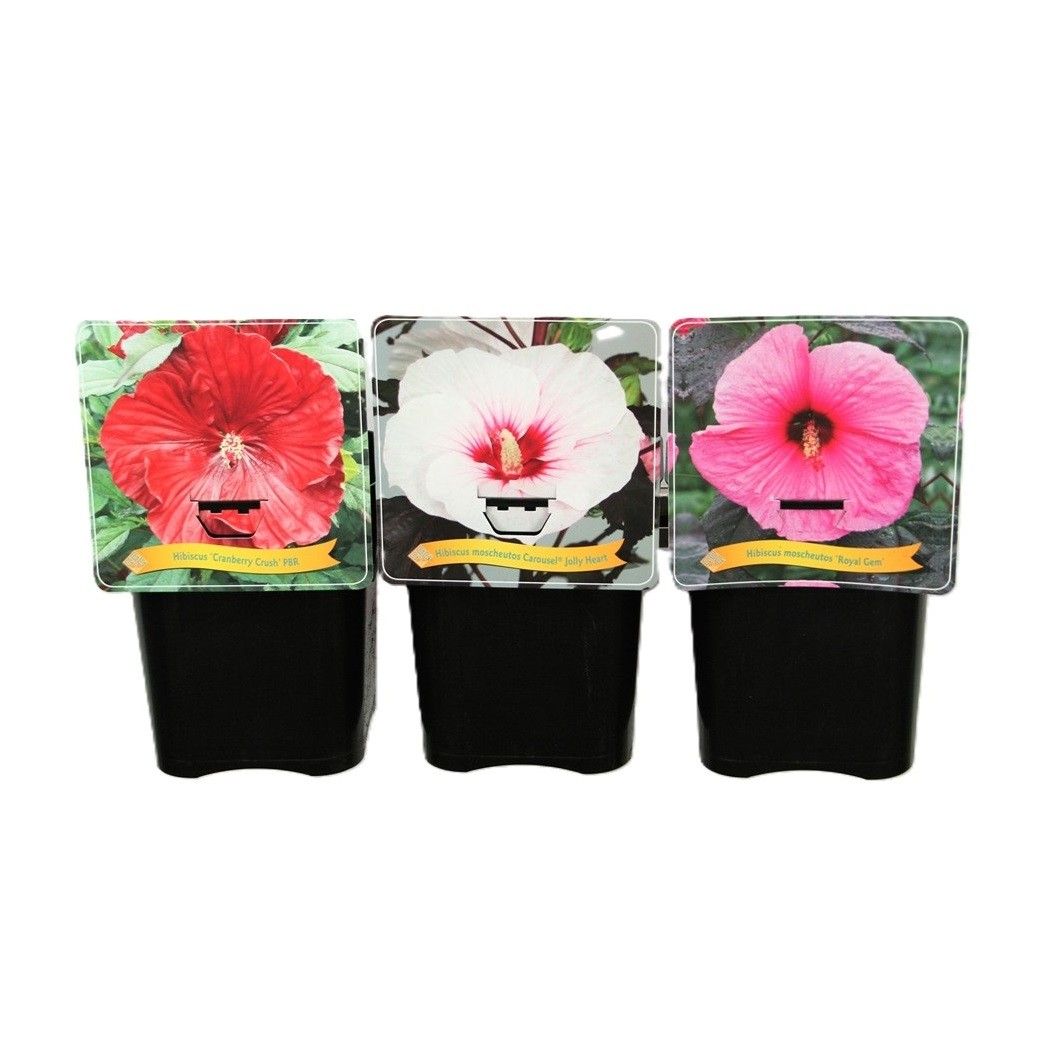 Hibiscus mix Laag C5, D 21 cm