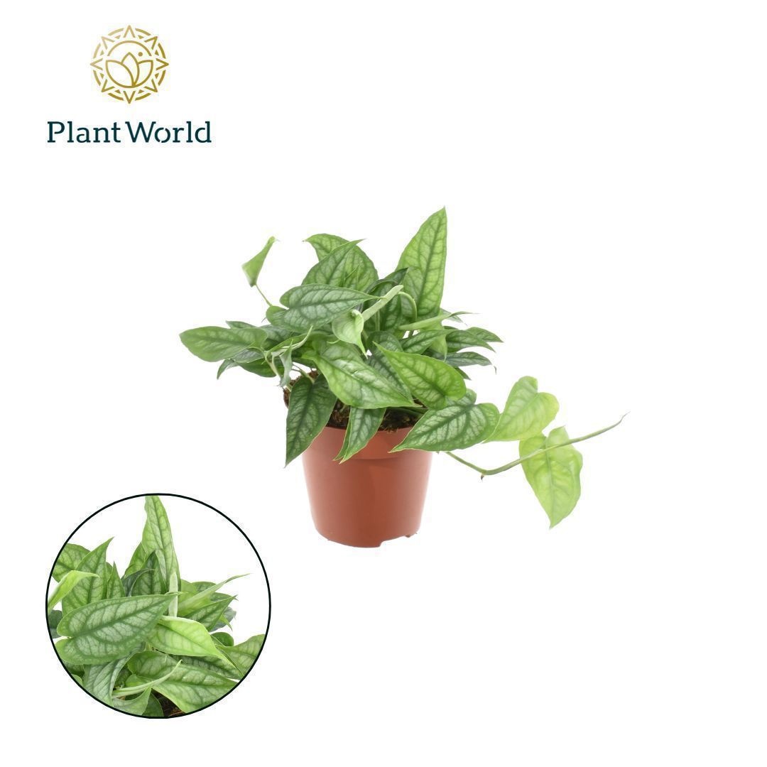 Monstera Siltepecana, D 12