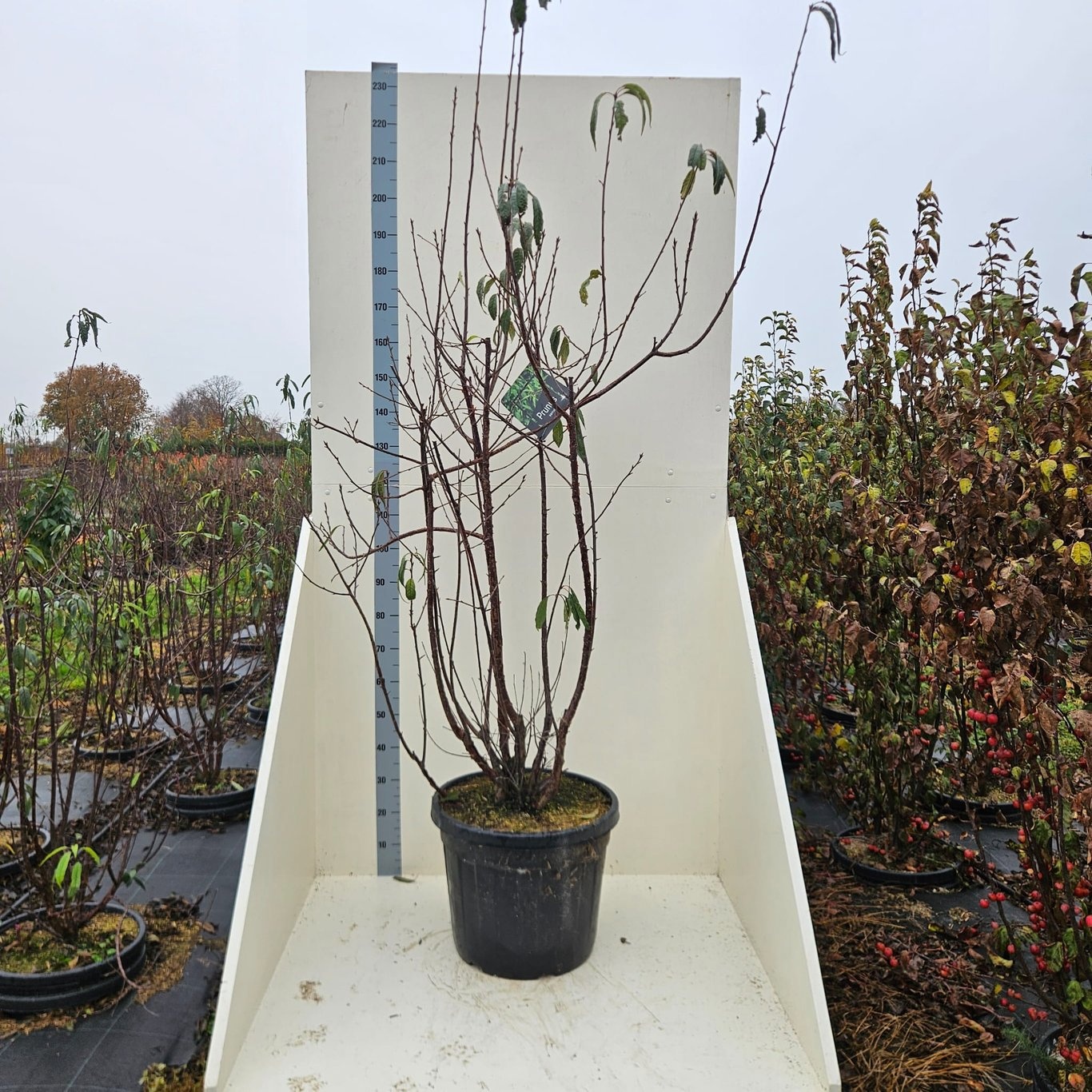 Prunus serrula, D 55