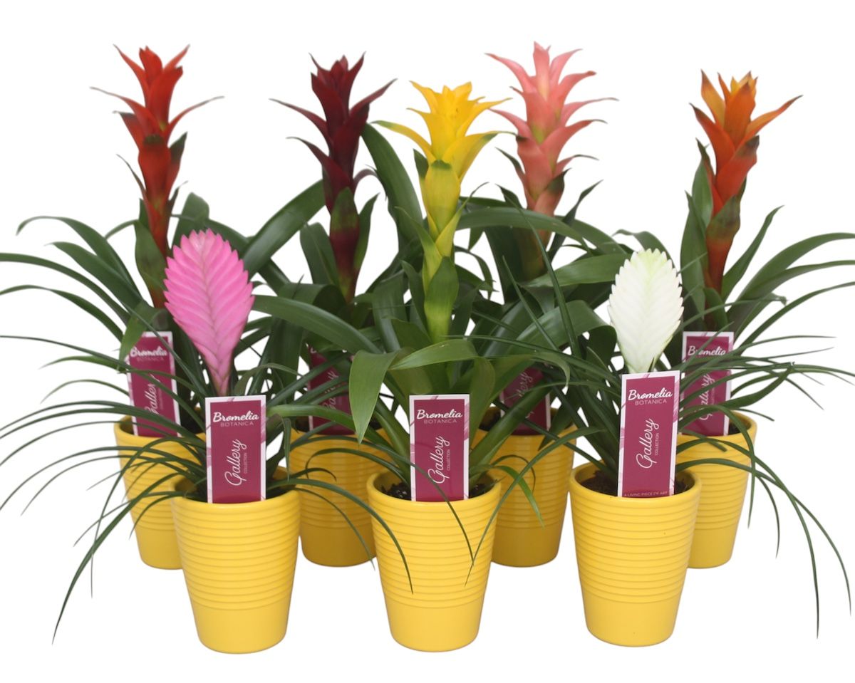 Bromelia gemengd in geel ribbel keramiek, D 11