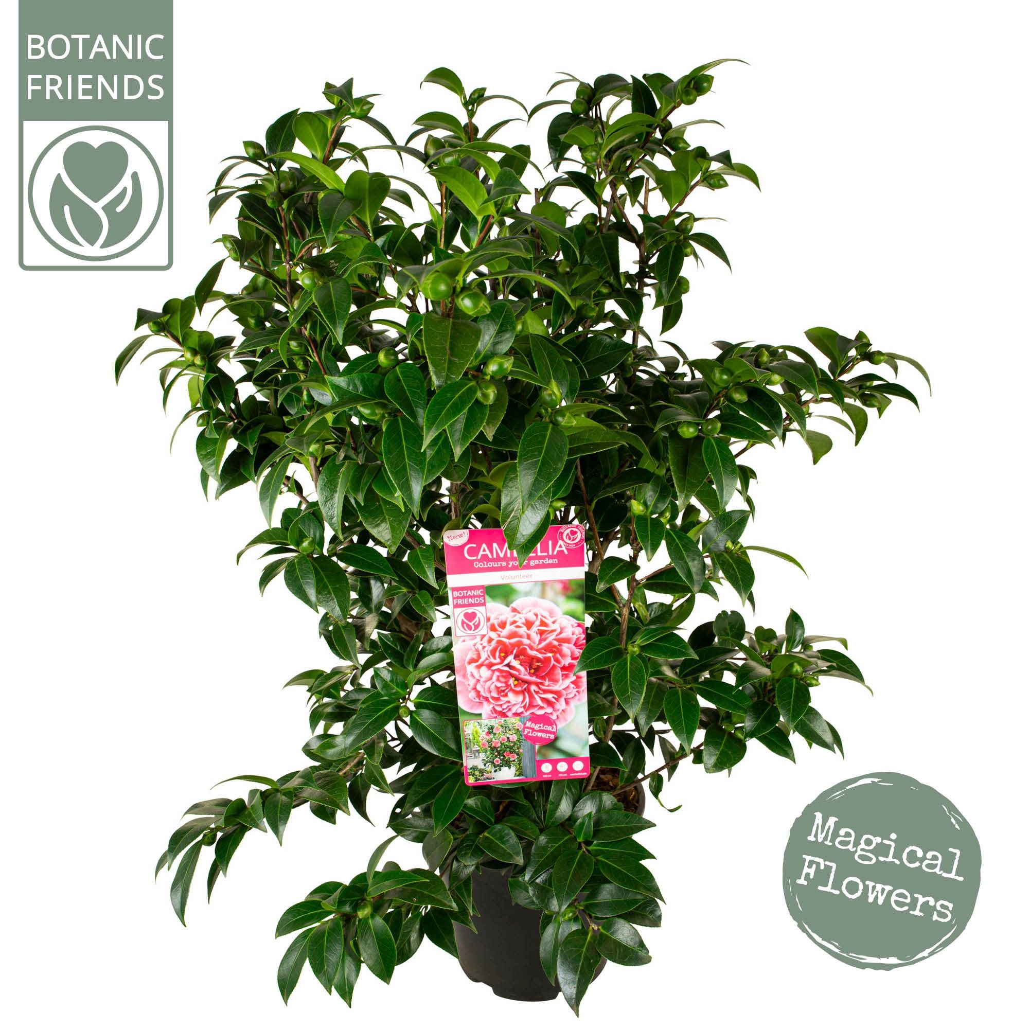 Camellia wil. 'Volunteer' ®, D 29