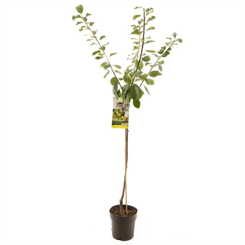 Prunus dom. R-Cl. d'Oullins half Gele pruim, D 27