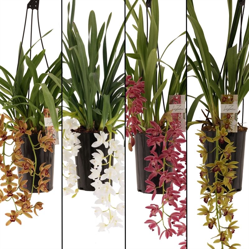 Cymbidium p14 cascade mix 2-6T, D 14