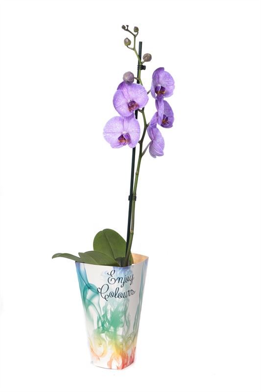 Potcover p12 enjoy Phal I am Purple Heart 1T09+, D 12 cm