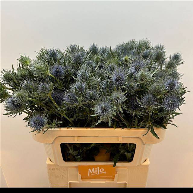 Эрингиум Мэджикал Анита 70, шт.