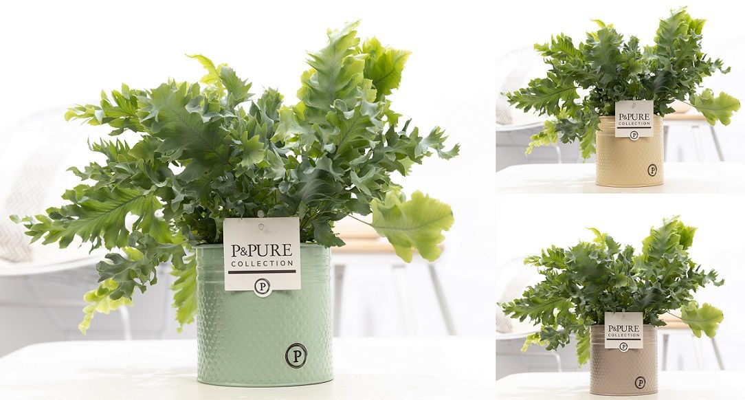 Phlebodium Davana in P&PURE zinc Louise 4 ass, D 12