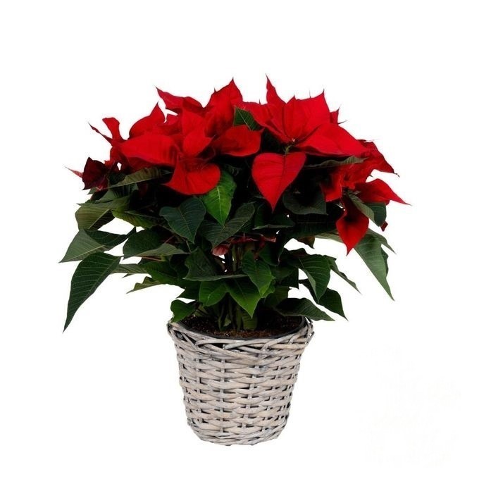 812 VDBE : Euphorbia Pulcherrima (Poinsettia) Rood in mand 17 CM, D 17 cm 812 VDBE : Euphorbia Pulcherrima (Poinsettia) Rood in mand 17 CM, D 17 cm