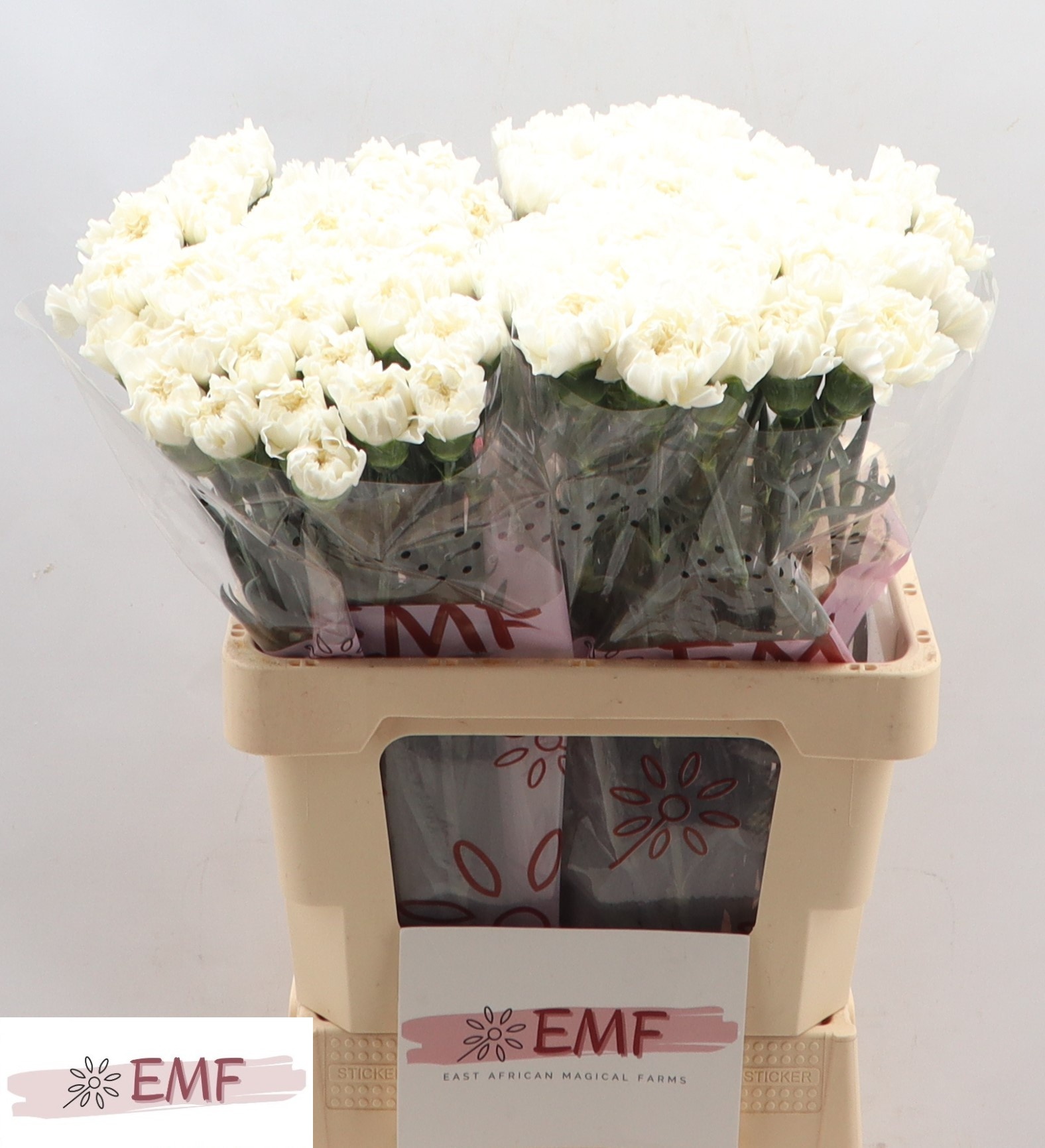 Диантус од. Мон Блан, шт.