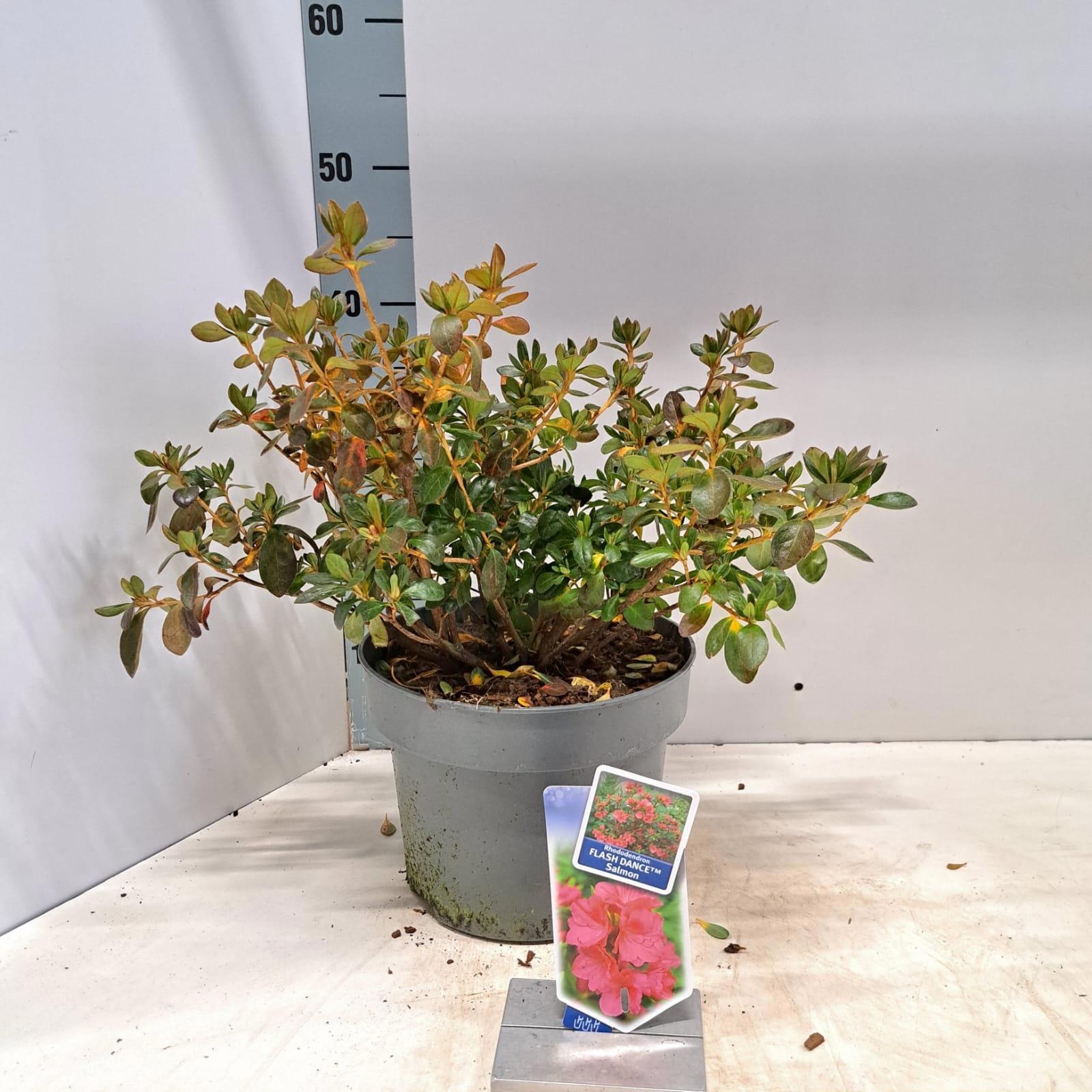 Rhododendron (AJ) FLASH DANCE™ Salmon ('Minsam7'PBR), D 23