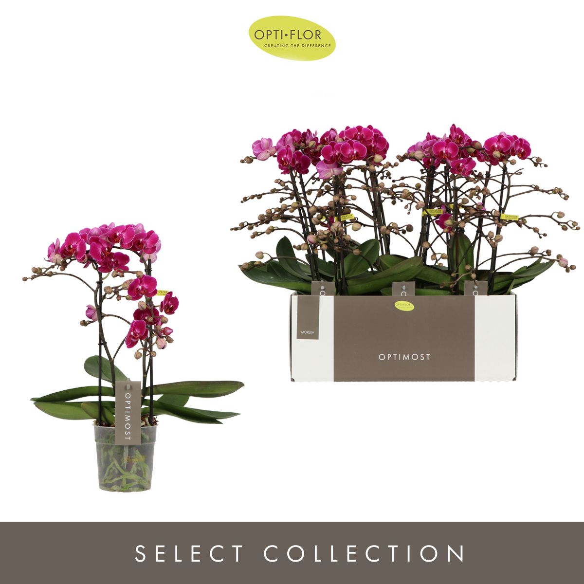 Optimost Morelia 2 spike, D 12 cm