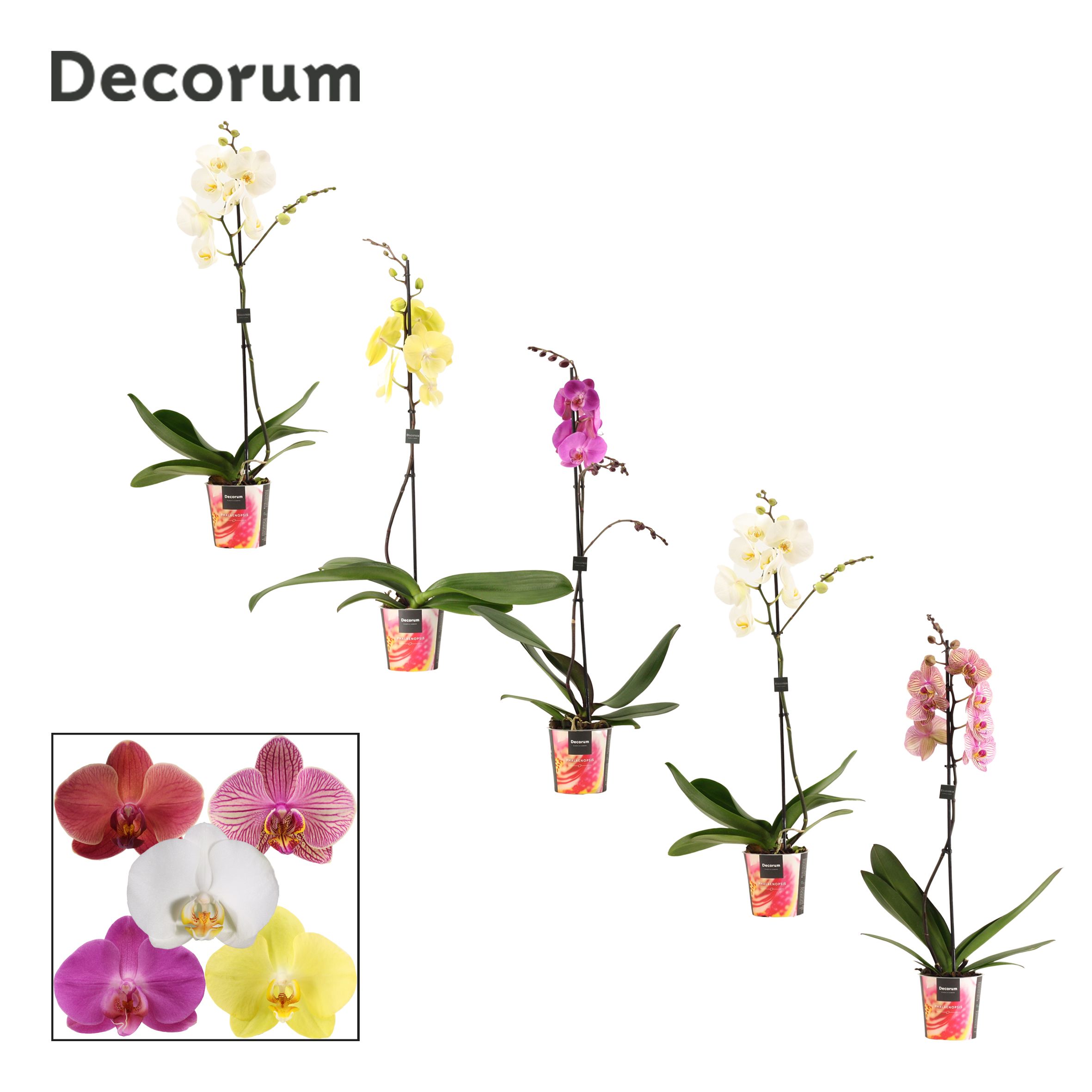 Phalaenopsis 1 tak 10+/vertakt mix lang (Decorum), D 12