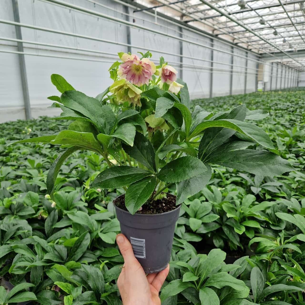 Helleborus Orientalis VIV Double Flowered 15 cm, D 15