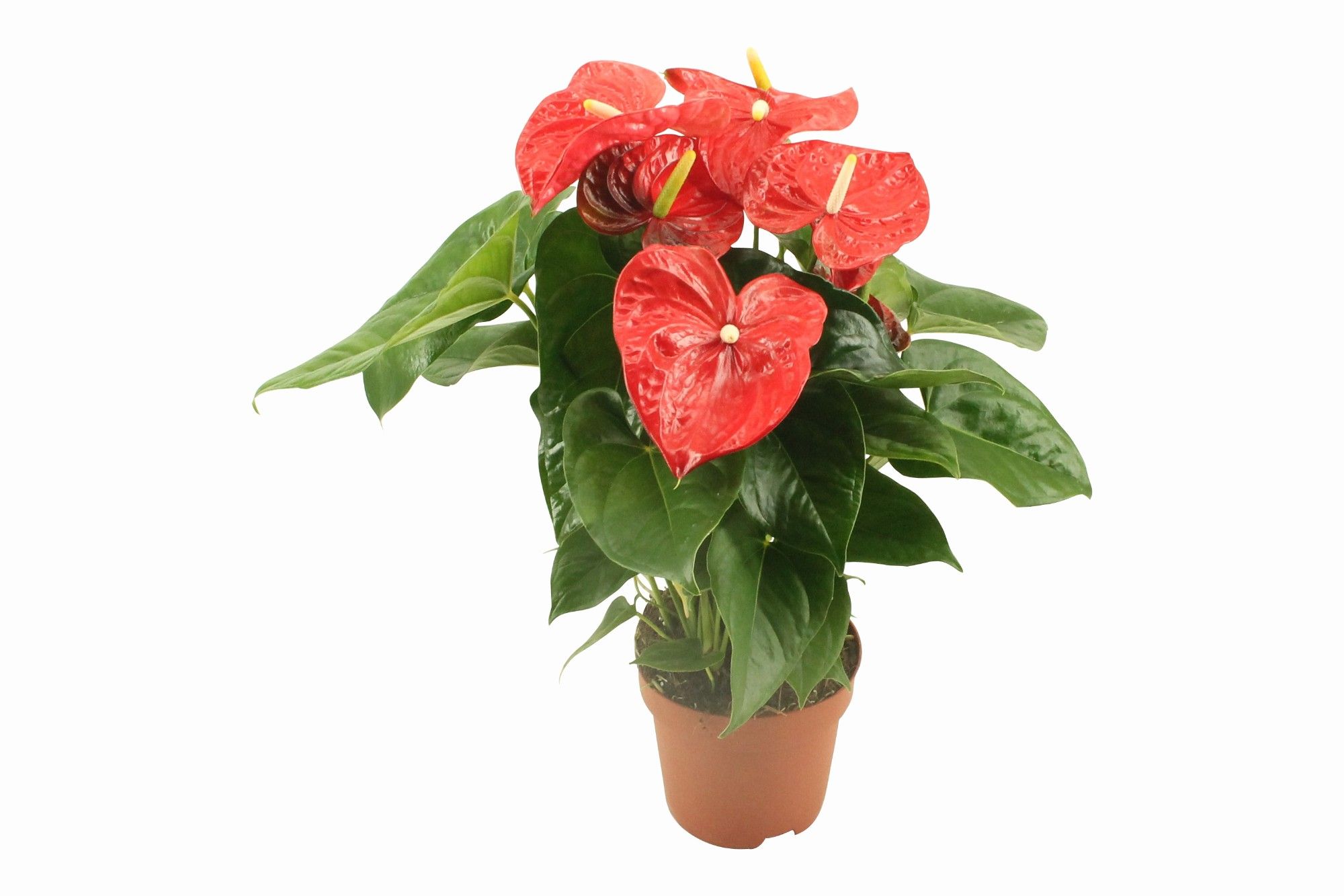 Anthurium XL.88  Aloha Red pot 17cm, D 17