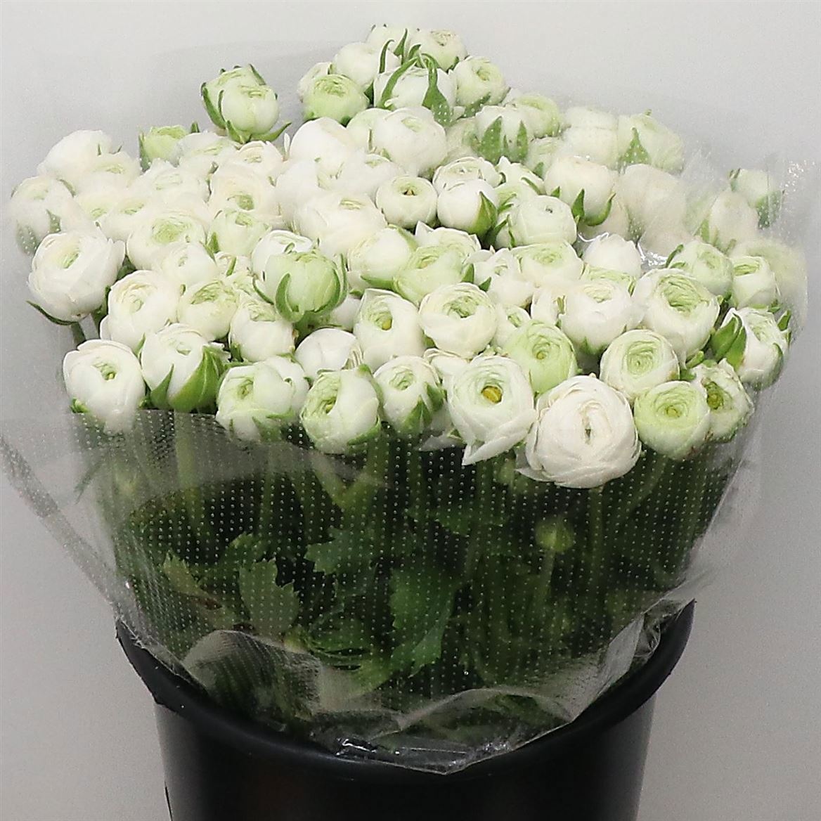 Ранункулус Элеганс Вайт 45, шт.