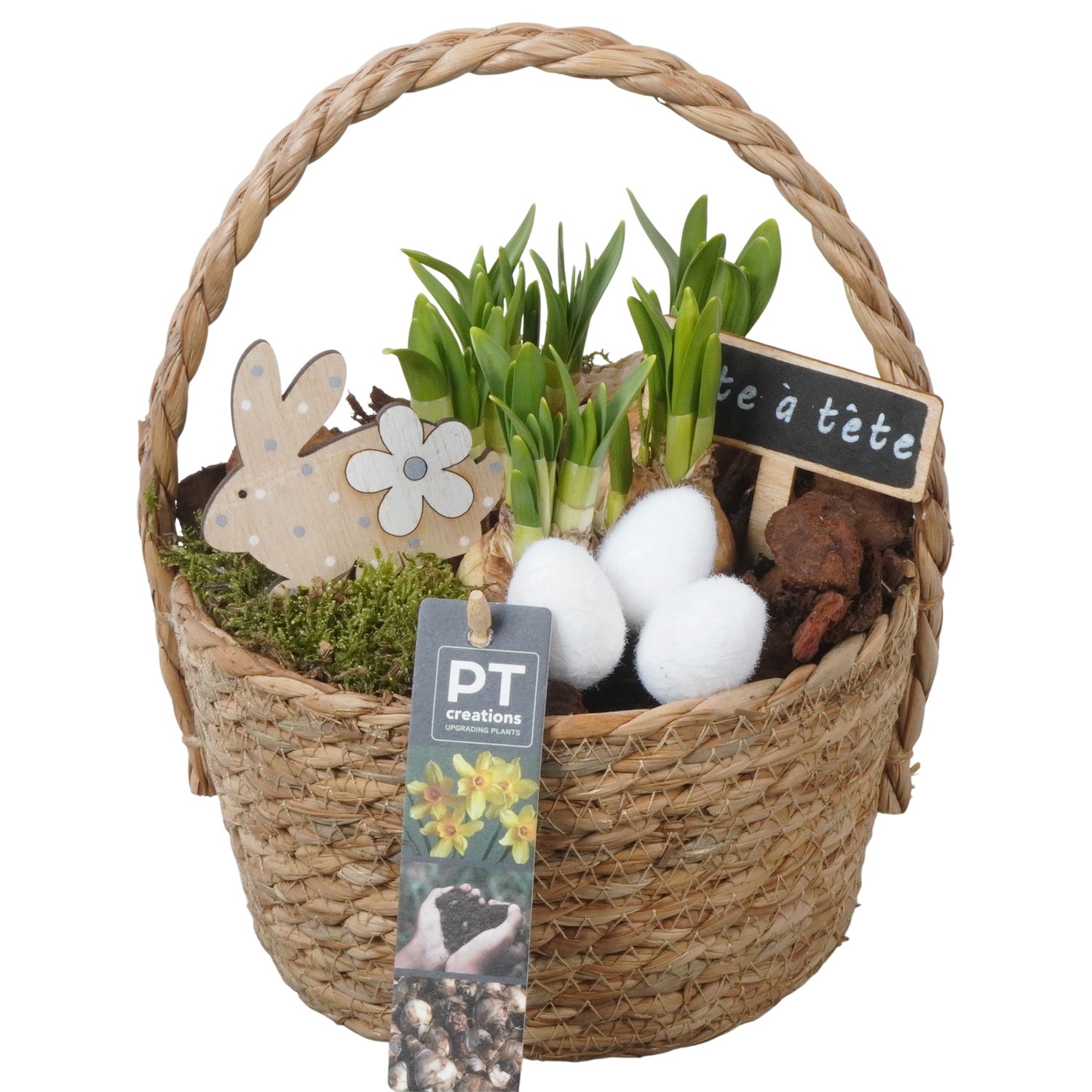 PTNP4455 Arrangement Narcissus Easter in rieten mand, D 18