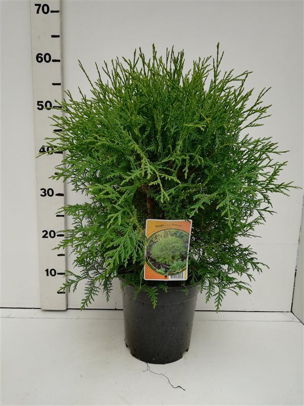 Thuja occ. 'Globosa', D 19
