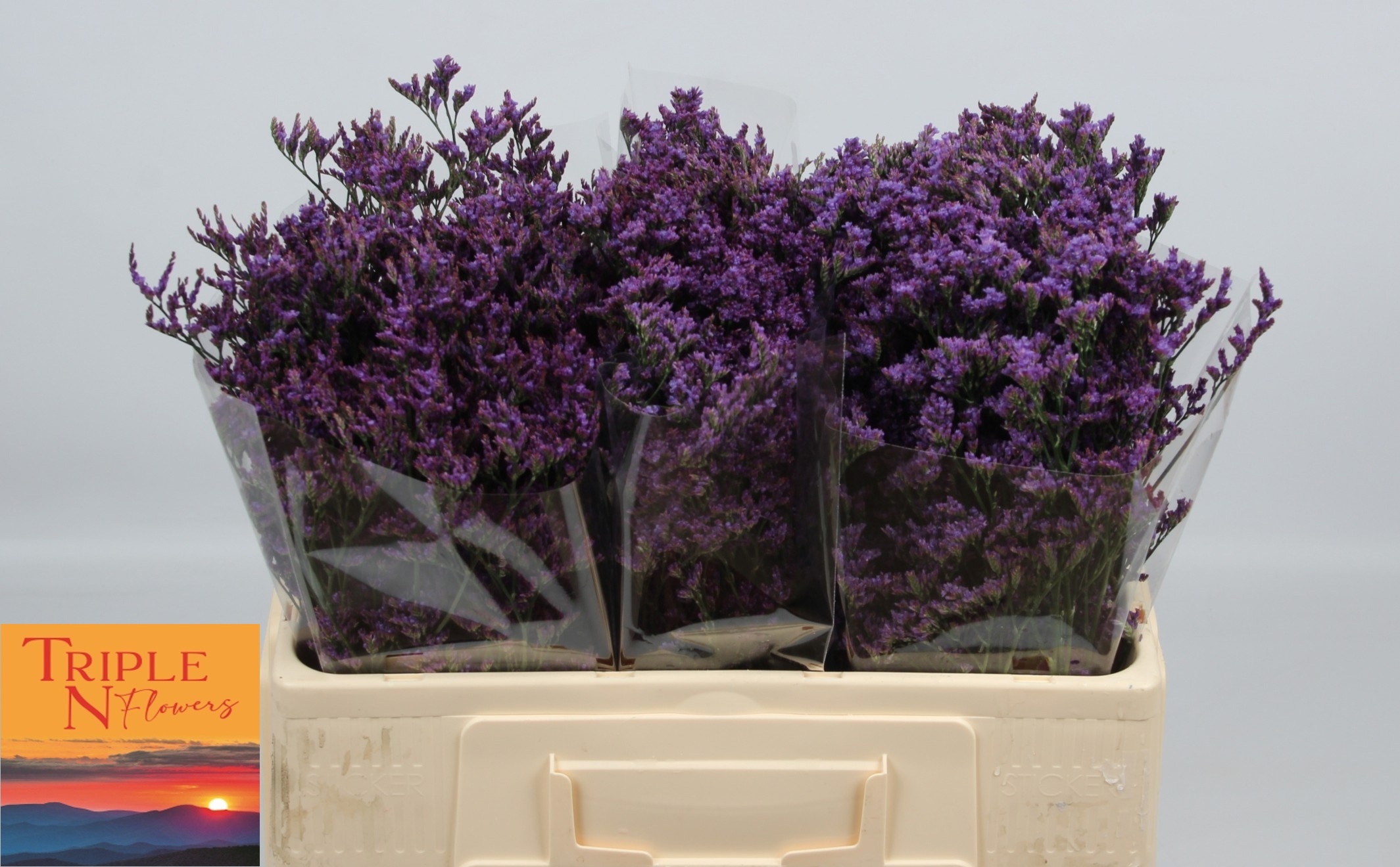 Лимониум Сафора Дарк Блю 50, шт.