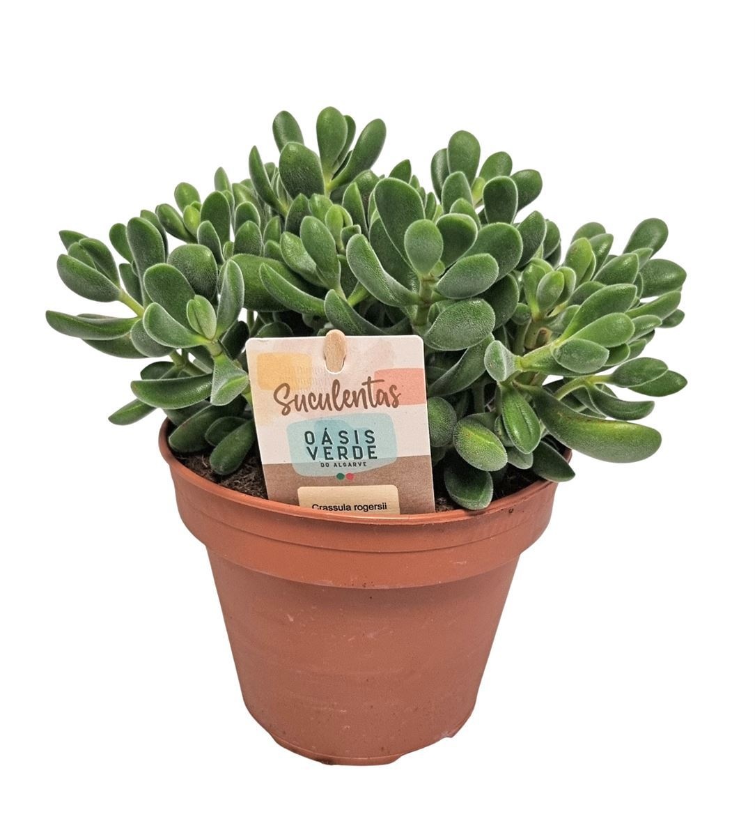 Crassula Rogersii - 1154, D 14