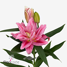 Лилия дв. Роузлили Виола 85, шт.