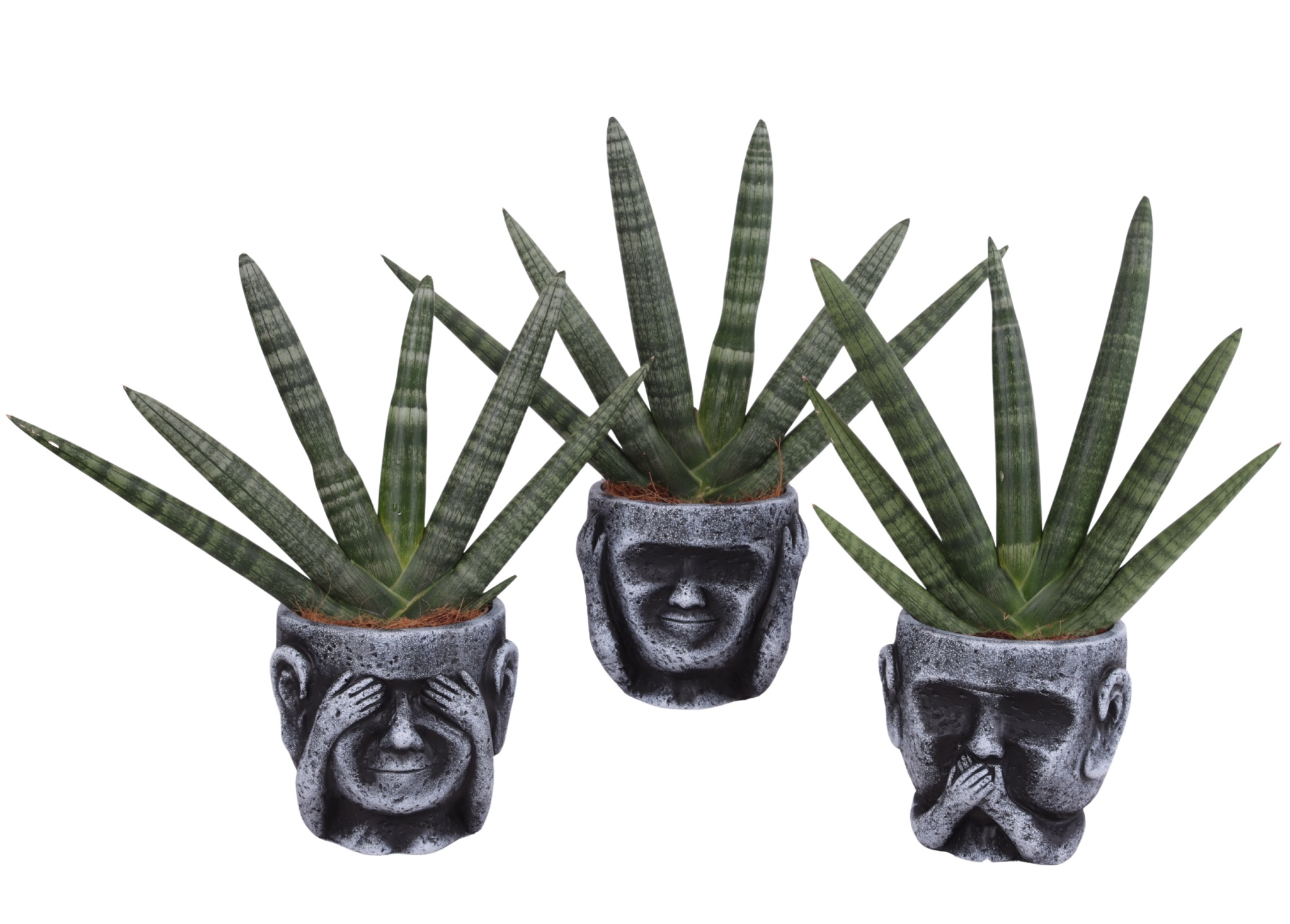 Sansevieria Cylindrica Handshake in Ceramic pot Ø15cm, D 15