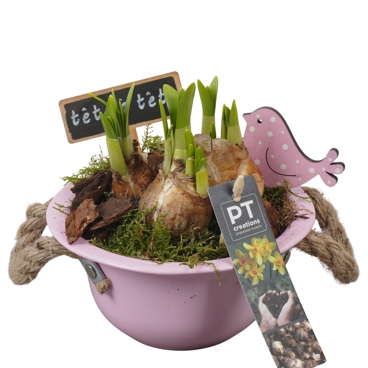 PTN8513 Arrangement Narcissus in zink schaal, D 16