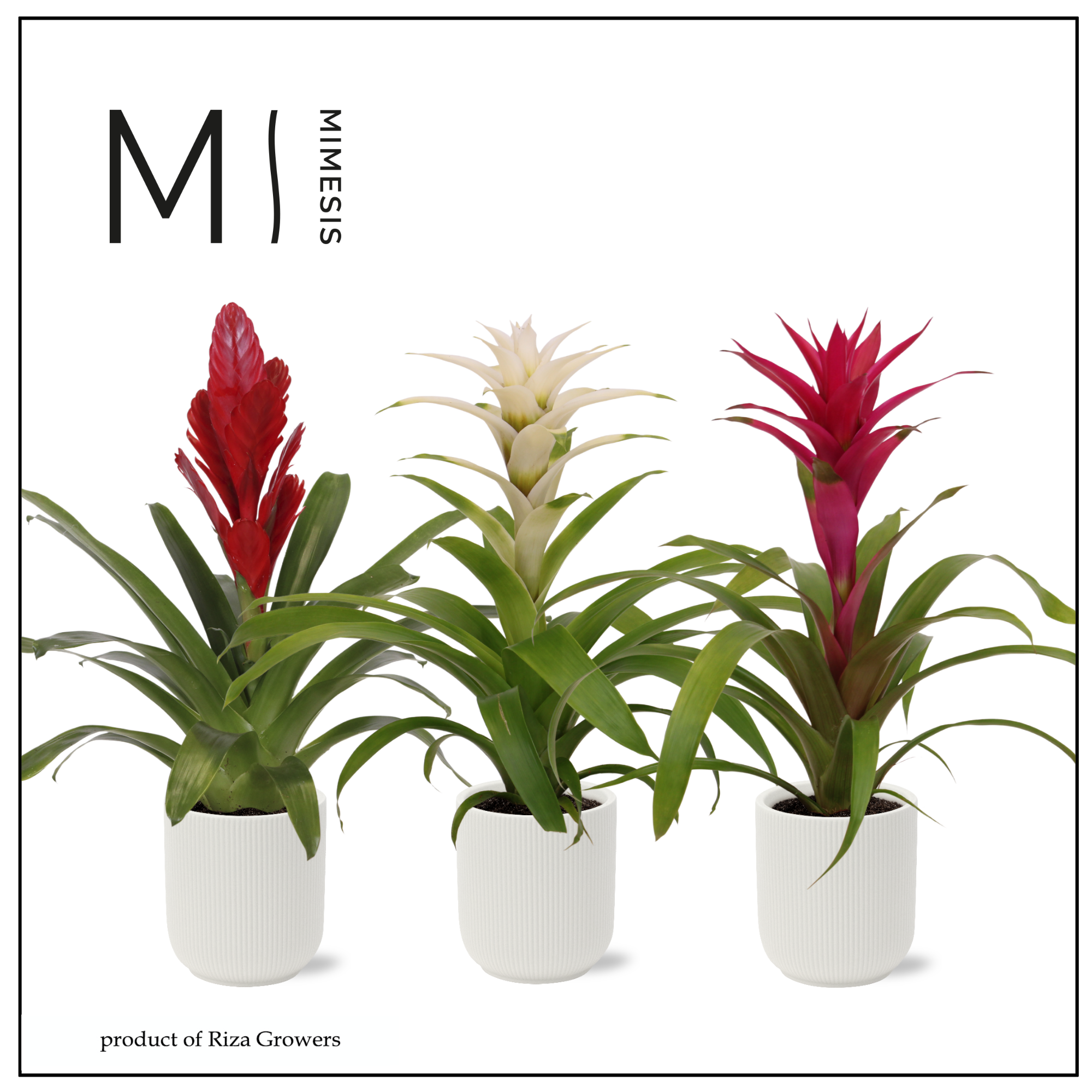 Bromelia Love - 12cm in Atlanta White | Mimesis, D 12