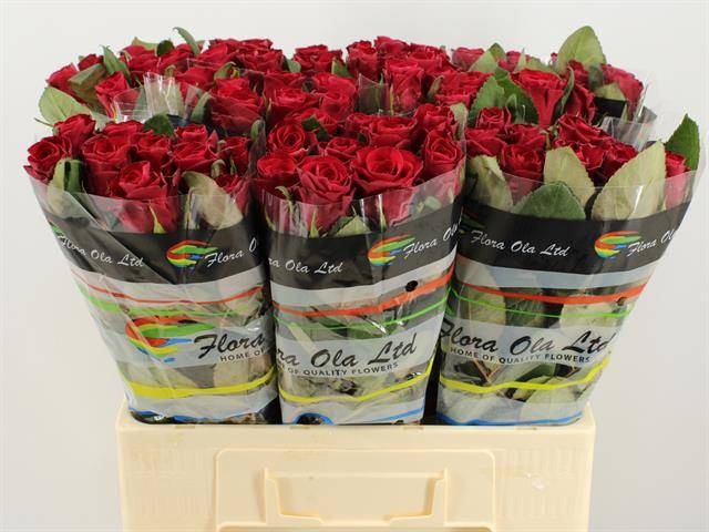 Роза од. Рэд Такази+ 60, шт. Роза од. Рэд Такази+ 60, шт.