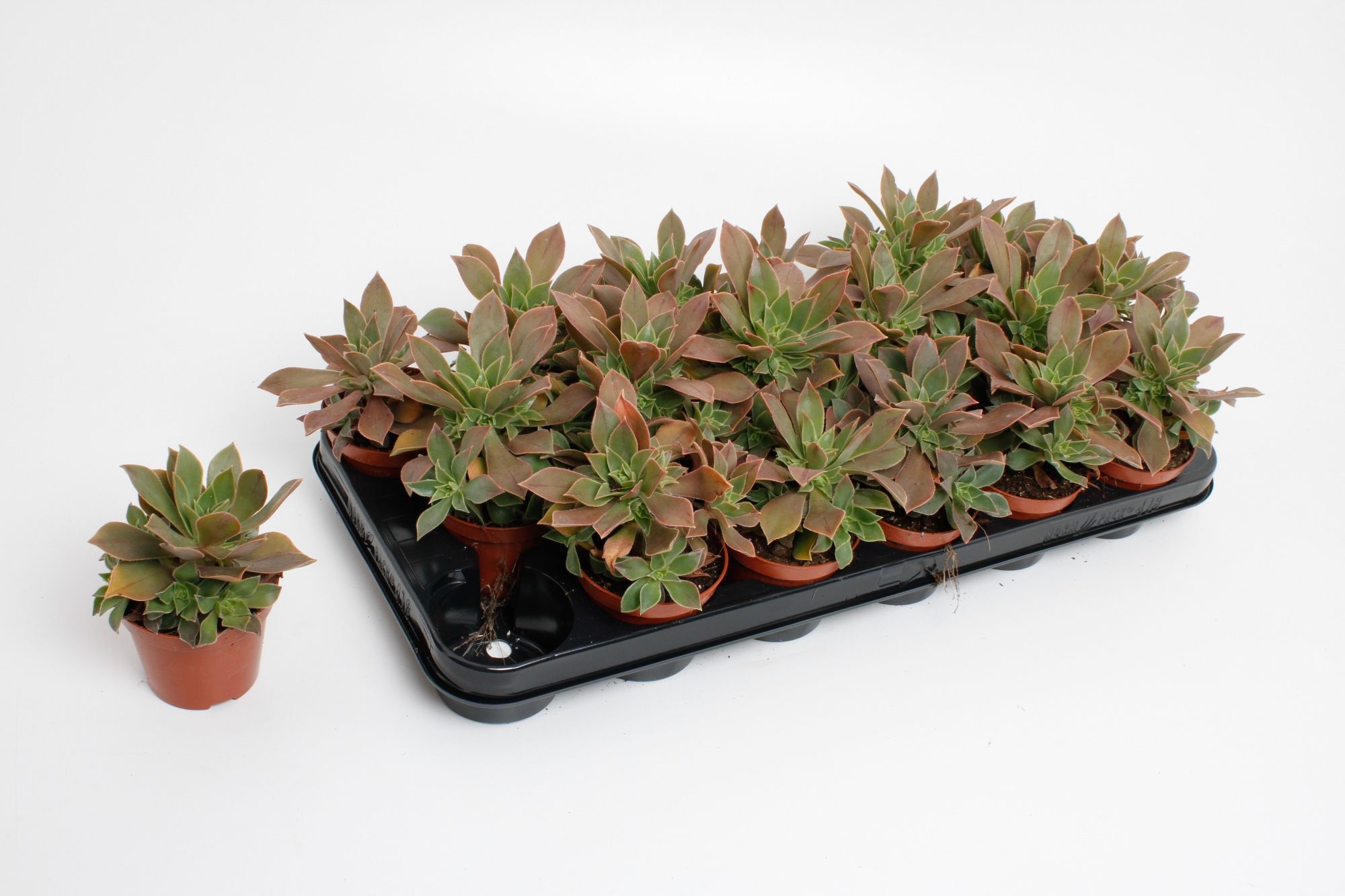 Aeonium Green, D 8,5