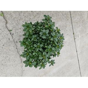 834 : Pot 17 cm Azalea vogel gemengd groene knop, D 17 cm 834 : Pot 17 cm Azalea vogel gemengd groene knop, D 17 cm