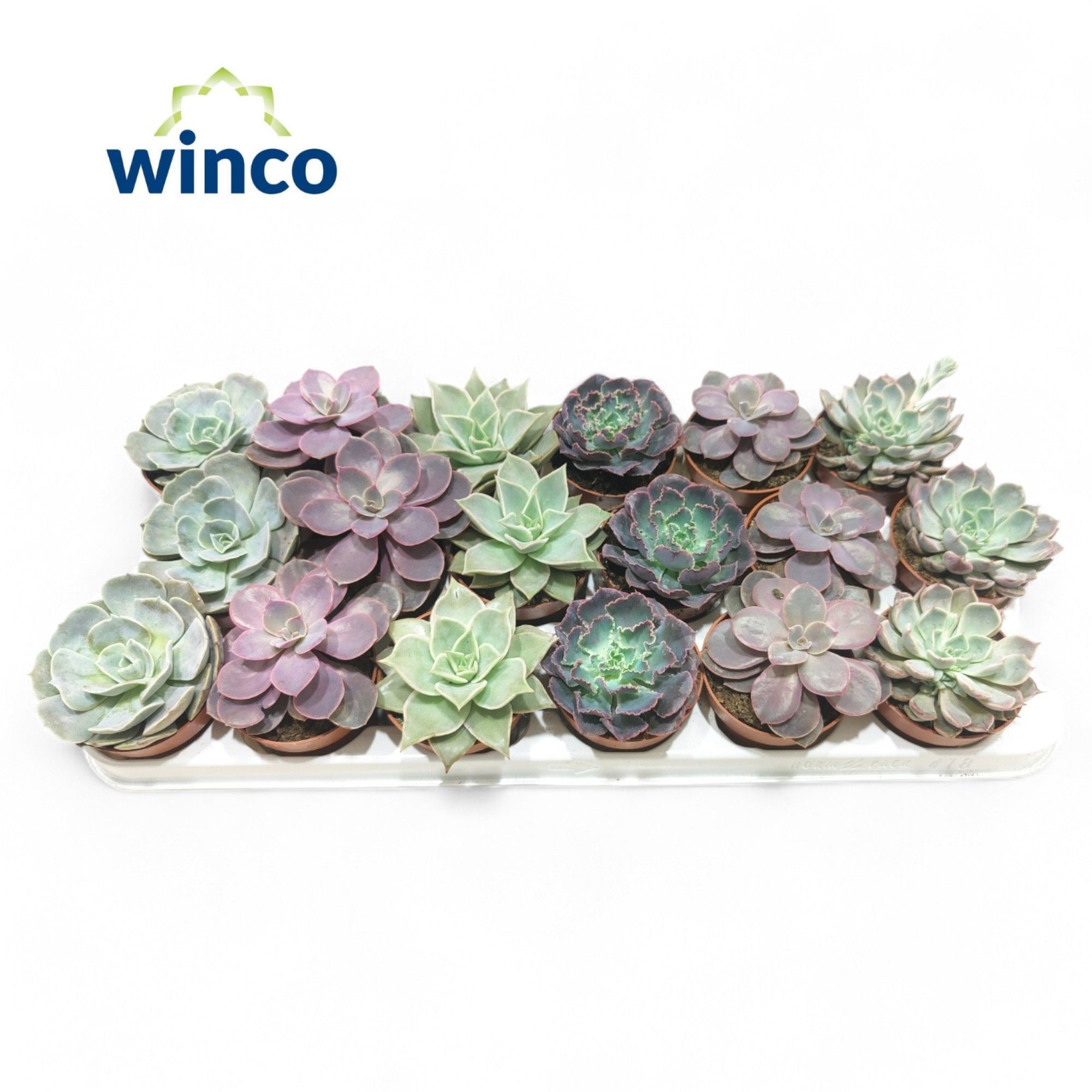 Echeveria Love Mix (6 Spc.), D 8,5