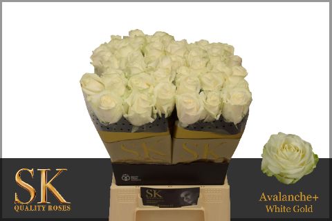 Роза од. Аваланш+ 40, шт.